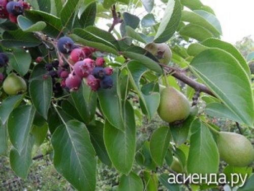 Что на что можно прививать таблица. Одно дерево и несколько сортов Компактные участки делают прививки особо актуальными. Вам не нужно иметь 10 яблонь разного сорта, всё это реально получить с двух деревьев. Самым благодатным материалом для «семейного» выращивания является яблоня.