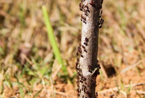 Как уберечь яблони от муравьев и тли. Симптомы появления вредителя