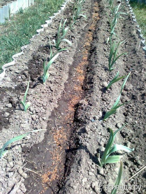 Ферментированные отруби своими руками. Бокаши. Быстрый способ ферментации.