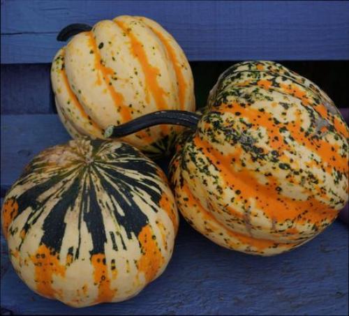 Редкие сорта тыквы. Навигация по записям