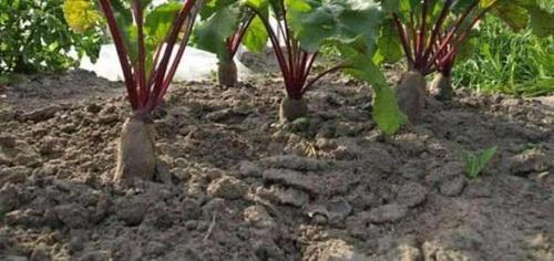 При какой температуре всходит свекла. Свекла: посадка и уход в открытом грунте весной