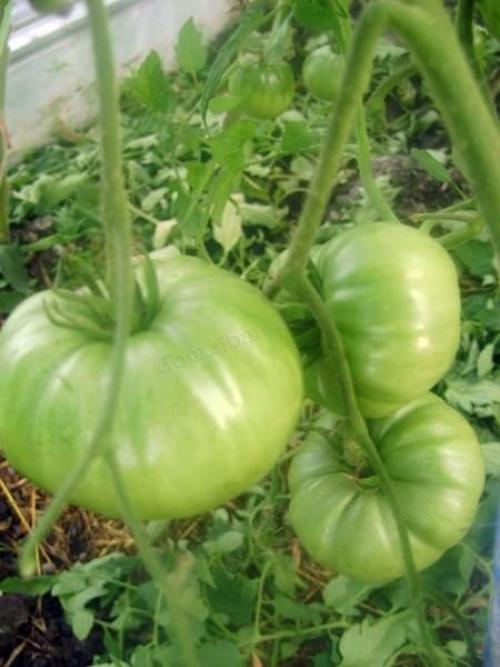 Для сока сорта томатов. Основные критерии выбора семян томатов 22