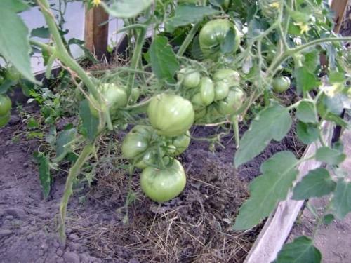 Для сока сорта томатов. Основные критерии выбора семян томатов 24