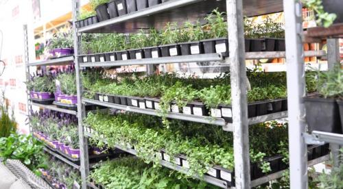 Что значит прикопать саженцы. Как прикапывать саженцы? 06