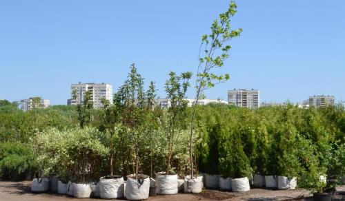 Что значит прикопать саженцы. Как прикапывать саженцы? 02