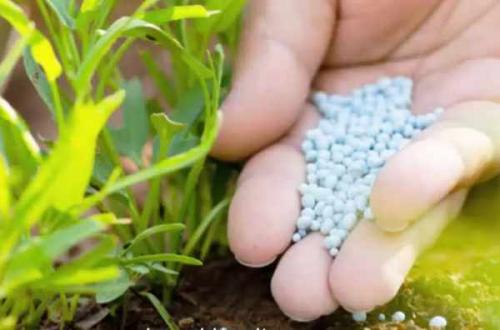 Почему свекла вырастает несладкая. Как вырастить свеклу сладкой: хитрости дачника 10