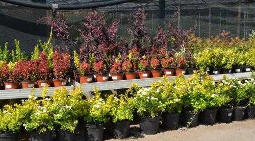 Что значит прикопать саженцы. Как прикапывать саженцы? 07