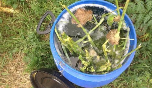 Препараты от гусениц на капусте. Эффективные народные рецепты