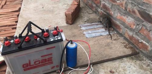 Ловушка для мышей своими руками быстро и просто. Ловушка для мышей своими руками: виды и варианты лучших моделей. 105 фото и видео советы Как сделать эффективную мышеловку