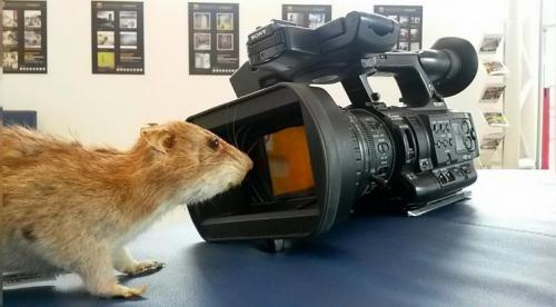 Ловушка для мышей своими руками быстро и просто. Ловушка для мышей своими руками: виды и варианты лучших моделей. 105 фото и видео советы Как сделать эффективную мышеловку