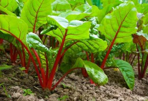 Почему свекла вырастает несладкая. Как вырастить свеклу сладкой: хитрости дачника 05