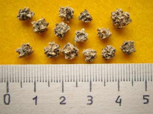 Почему свекла вырастает несладкая. Как вырастить свеклу сладкой: хитрости дачника 07