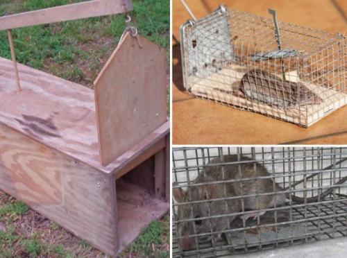 Ловушка для мышей своими руками быстро и просто. Ловушка для мышей своими руками: виды и варианты лучших моделей. 105 фото и видео советы Как сделать эффективную мышеловку