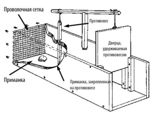 Ловушка для мышей своими руками быстро и просто. Ловушка для мышей своими руками: виды и варианты лучших моделей. 105 фото и видео советы Как сделать эффективную мышеловку