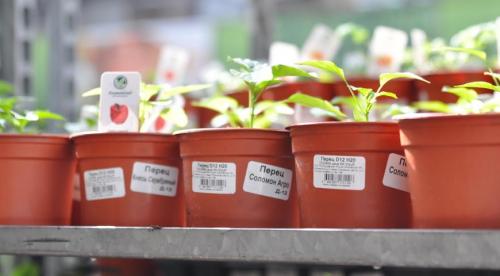 Что значит прикопать саженцы. Как прикапывать саженцы? 04