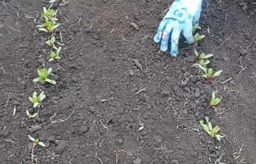 Почему свекла вырастает несладкая. Как вырастить свеклу сладкой: хитрости дачника 11