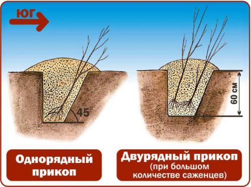 Что значит прикопать саженцы. Как прикапывать саженцы? 11