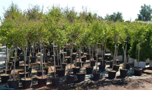 Что значит прикопать саженцы. Как прикапывать саженцы? 01