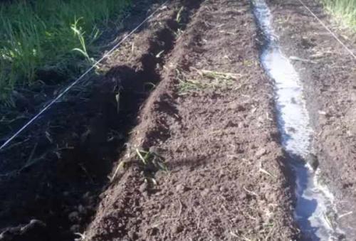 Почему свекла вырастает несладкая. Как вырастить свеклу сладкой: хитрости дачника 08