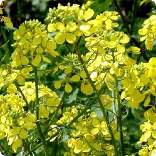 Что делать с сидератами весной. КОГДА СЕЯТЬ СИДЕРАТЫ?