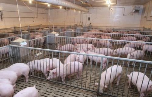 Можно ли держать свиней в городе в частном доме. Сколько свиней можно держать в частном доме?