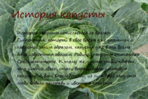 Где растет капуста. История капусты