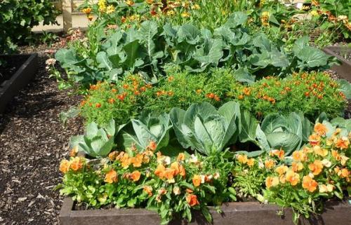 Совместимость овощных и ягодных культур. Как правильно совмещать растения для соседства?