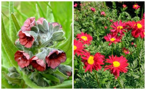 Травы от мышей. Запахи