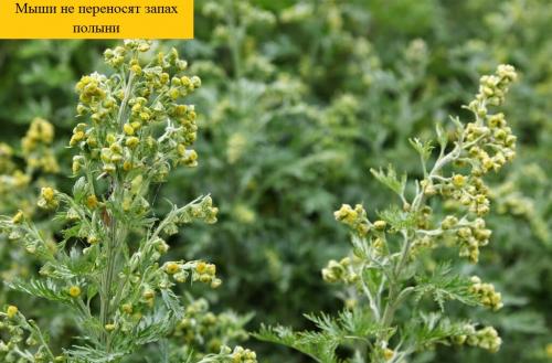 Какого запаха боятся мыши. Каких запахов боятся мыши