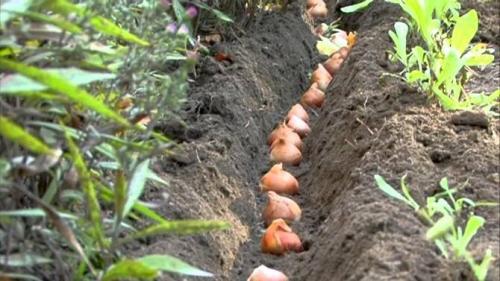 Посадка под зиму. Посадка культур под зиму, что лучше посадить осенью на огороде