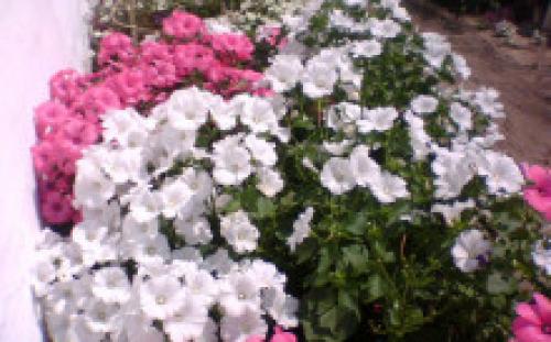 Можно ли сеять под зиму львиный зев. Львиный зев под зиму, как сажать