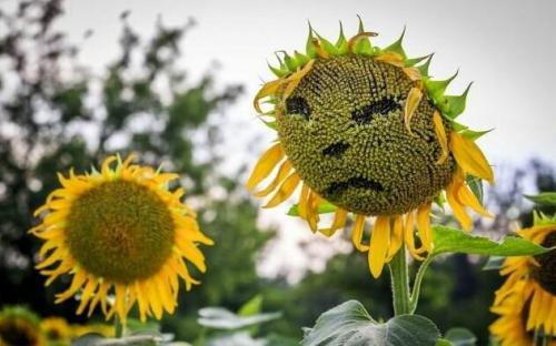 Можно ли сеять подсолнечник по подсолнечнику. Мнение 1