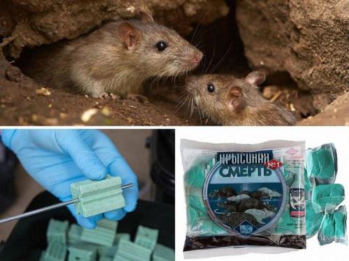Самое эффективное средство от крыс в частном доме. Как эффективно бороться с крысами в частном доме