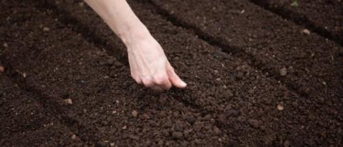 Посадка под зиму. Посадка культур под зиму, что лучше посадить осенью на огороде