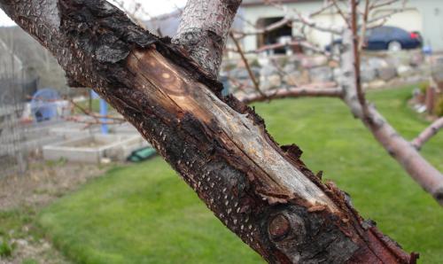 Чем белят стволы плодовых деревьев. Для чего нужна побелка и обрезка плодовых деревьев весной? 03 Чем белят стволы плодовых деревьев. Для чего нужна побелка и обрезка плодовых деревьев весной? 03