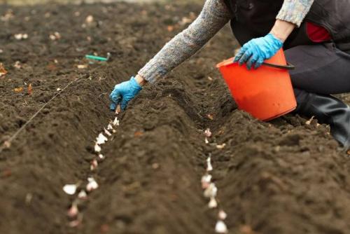 Посадка под зиму. Посадка культур под зиму, что лучше посадить осенью на огороде
