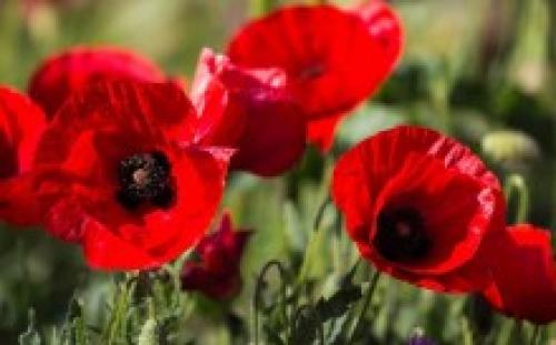 Можно ли сеять под зиму львиный зев. Львиный зев под зиму, как сажать