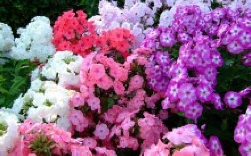 Можно ли сеять под зиму львиный зев. Львиный зев под зиму, как сажать