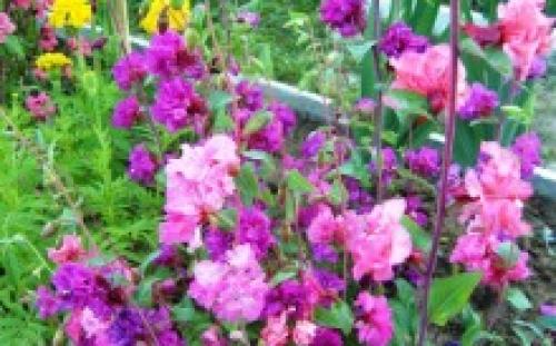 Можно ли сеять под зиму львиный зев. Львиный зев под зиму, как сажать