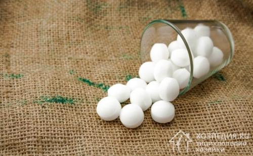 Как избавиться от летучих мышей на даче под крышей. Методы борьбы с вредителями