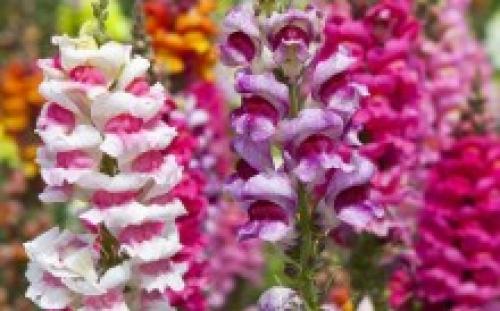 Можно ли сеять под зиму львиный зев. Львиный зев под зиму, как сажать