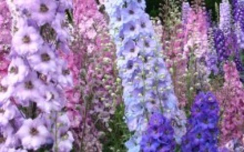 Можно ли сеять под зиму львиный зев. Львиный зев под зиму, как сажать