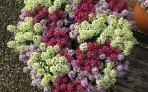 Можно ли сеять под зиму львиный зев. Львиный зев под зиму, как сажать