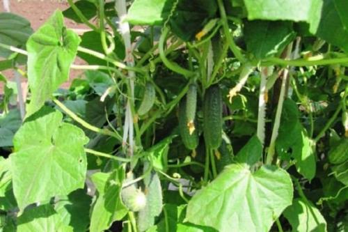 Холодостойкие и теплолюбивые растения примеры. Теплолюбивые и холодостойкие. Какие они? 09