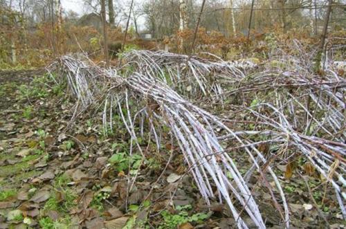 Осенняя подкормка малины ремонтантной. Правила ухода осенью