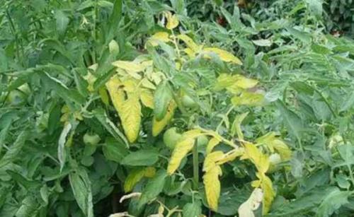 Почему у помидор внутри белые прожилки и что делать. Отчего помидоры внутри белые и жесткие 20