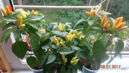 Как готовить к зиме огород. Как правильно соблюсти очередность подготовки 08