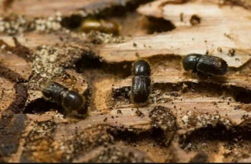 Обработка яблонь осенью от болезней и вредителей. Как обработать яблони осенью от вредителей: технологии и разные вопросы