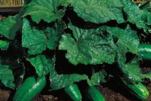 Холодостойкие и теплолюбивые растения примеры. Теплолюбивые и холодостойкие. Какие они? 08