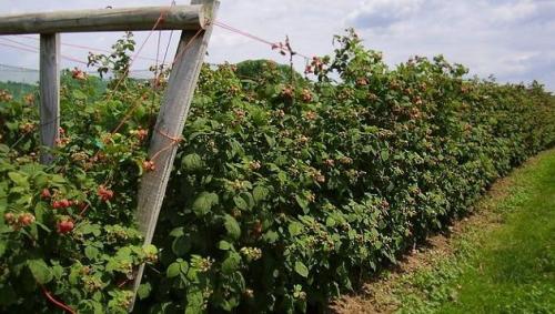 Осенняя подкормка малины ремонтантной. Правила ухода осенью